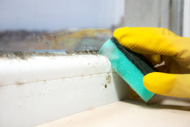 Mold Testing and Removal in Harpersville, AL