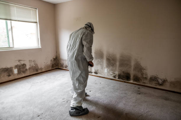 Trusted Harpersville, AL Mold Removal Experts